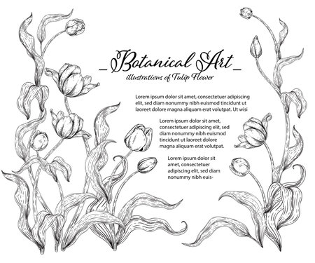 Sketch Floral decorative set. Tulip flower drawings. Black and white with line art isolated on white backgrounds. Hand Drawn Botanical Illustrations. Elements vector.のイラスト素材