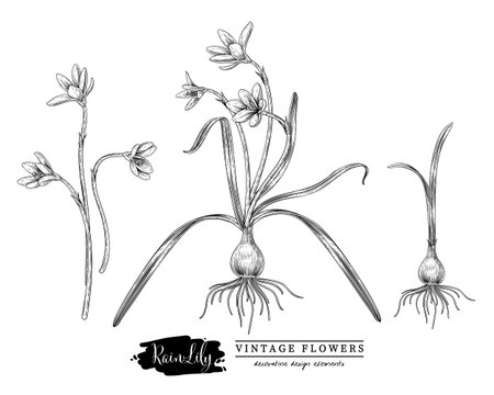Sketch Floral decorative set. Rain lily flower drawings. Black and white with line art isolated on white backgrounds. Hand Drawn Botanical Illustrations. Elements vector.のイラスト素材