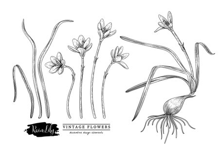 Sketch Floral decorative set. Rain lily flower drawings. Black and white with line art isolated on white backgrounds. Hand Drawn Botanical Illustrations. Elements vector.のイラスト素材