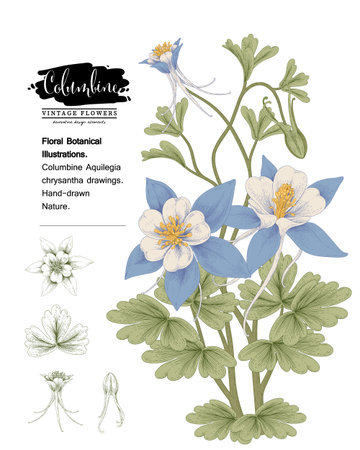Sketch Floral decorative set. Columbine flower drawings. Vintage line art isolated on white backgrounds. Hand Drawn Botanical Illustrations. Elements vector.のイラスト素材