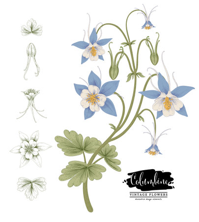 Sketch Floral decorative set. Columbine flower drawings. Vintage line art isolated on white backgrounds. Hand Drawn Botanical Illustrations. Elements vector.のイラスト素材