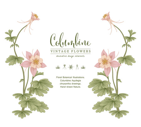 Sketch Floral decorative set. Columbine flower drawings. Vintage line art isolated on white backgrounds. Hand Drawn Botanical Illustrations. Elements vector.のイラスト素材