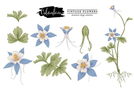 Sketch Floral decorative set. Columbine flower drawings. Vintage line art isolated on white backgrounds. Hand Drawn Botanical Illustrations. Elements vector.のイラスト素材