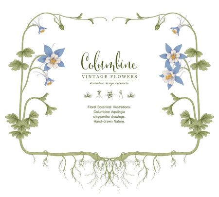 Sketch Floral decorative set. Columbine flower drawings. Vintage line art isolated on white backgrounds. Hand Drawn Botanical Illustrations. Elements vector.のイラスト素材