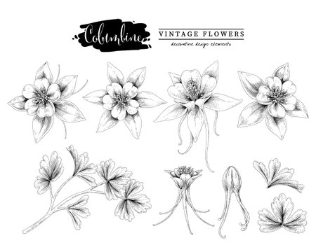 Sketch Floral decorative set. Columbine flower drawings. Black and white with line art isolated on white backgrounds. Hand Drawn Botanical Illustrations. Elements vector.のイラスト素材