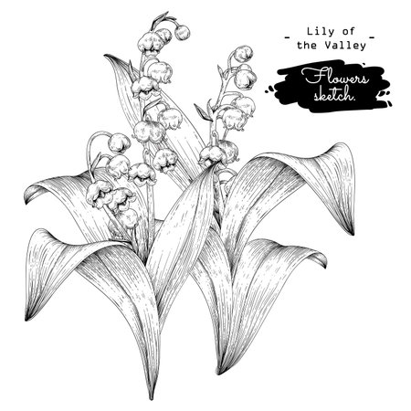 Sketch Floral decorative set. Lily of the valley flower drawings. Black and white with line art isolated on white backgrounds. Hand Drawn Botanical Illustrations. Elements vector.のイラスト素材