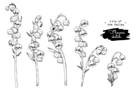 Sketch Floral decorative set. Lily of the valley flower drawings. Black and white with line art isolated on white backgrounds. Hand Drawn Botanical Illustrations. Elements vector.のイラスト素材