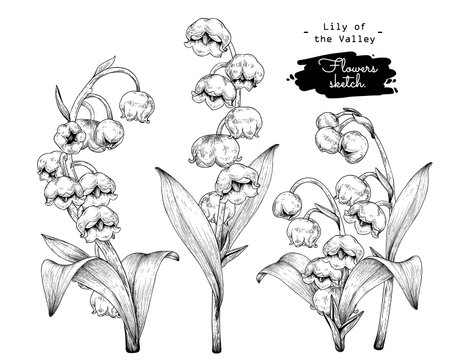 Sketch Floral decorative set. Lily of the valley flower drawings. Black and white with line art isolated on white backgrounds. Hand Drawn Botanical Illustrations. Elements vector.のイラスト素材