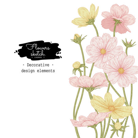 Sketch Floral decorative set. Pink and Yellow Cosmos flower drawings. Vintage line art

isolated on white backgrounds. Hand Drawn Botanical Illustrations. Elements vector.のイラスト素材