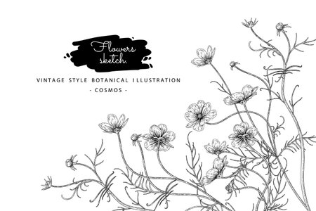 Sketch Floral decorative set. Cosmos flower drawings. Black and white with line art isolated on white backgrounds. Hand Drawn Botanical Illustrations. Elements vector.のイラスト素材