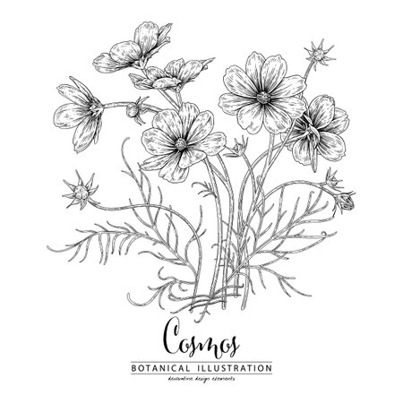 Sketch Floral decorative set. Cosmos flower drawings. Black and white with line art isolated on white backgrounds. Hand Drawn Botanical Illustrations. Elements vector.のイラスト素材