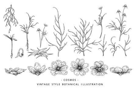 Sketch Floral decorative set. Cosmos flower drawings. Black and white with line art isolated on white backgrounds. Hand Drawn Botanical Illustrations. Elements vector.のイラスト素材