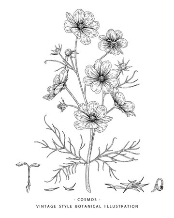 Sketch Floral decorative set. Cosmos flower drawings. Black and white with line art isolated on white backgrounds. Hand Drawn Botanical Illustrations. Elements vector.のイラスト素材