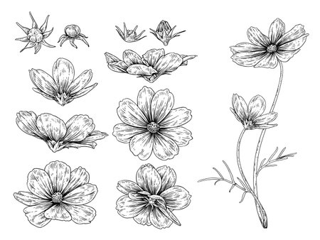 Sketch Floral decorative set. Cosmos flower drawings. Black and white with line art isolated on white backgrounds. Hand Drawn Botanical Illustrations. Elements vector.のイラスト素材