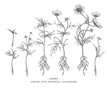 Sketch Floral decorative set. Cosmos flower drawings. Black and white with line art isolated on white backgrounds. Hand Drawn Botanical Illustrations. Elements vector.のイラスト素材