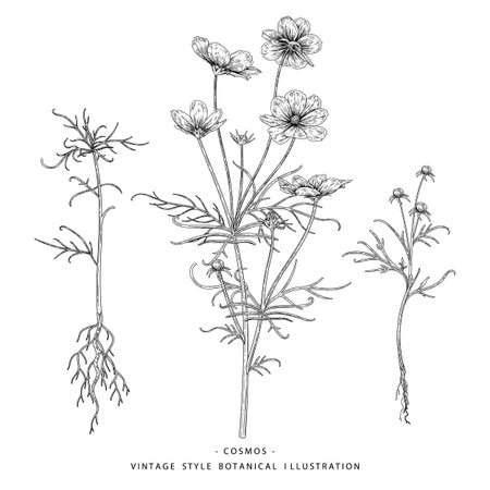 Sketch Floral decorative set. Cosmos flower drawings. Black and white with line art isolated on white backgrounds. Hand Drawn Botanical Illustrations. Elements vector.のイラスト素材