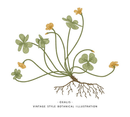 Sketch of Medicinal Herbs Set. Wood Sorrel (Oxalis acetosella) drawings. Wild flower and heart-shaped leaves.  Hand Drawn Botanical Illustrations.Nature Vector.のイラスト素材