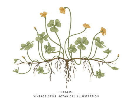 Sketch of Medicinal Herbs Set. Wood Sorrel (Oxalis acetosella) drawings. Wild flower and heart-shaped leaves.  Hand Drawn Botanical Illustrations.Nature Vector.のイラスト素材