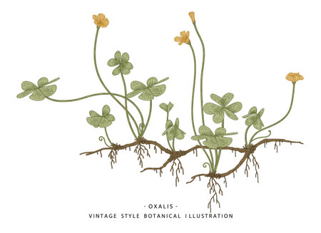 Sketch of Medicinal Herbs Set. Wood Sorrel (Oxalis acetosella) drawings. Wild flower and heart-shaped leaves.  Hand Drawn Botanical Illustrations.Nature Vector.のイラスト素材