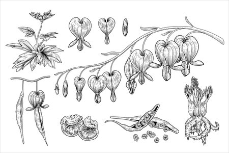 Sketch Floral decorative set. Bleeding Heart flower, Seed and pod drawings (Dicentra Spectabilis). Black and white with line art isolated on white backgrounds. Hand Drawn Botanical Illustrations. Elements vector.のイラスト素材