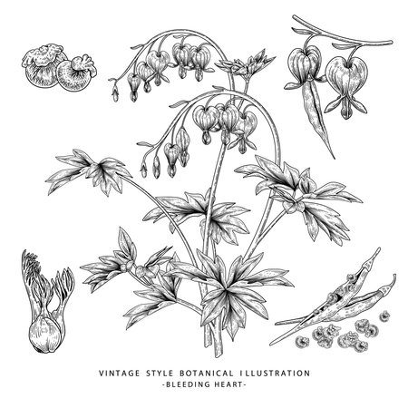Sketch Floral decorative set. Bleeding Heart flower, Seed and pod drawings (Dicentra Spectabilis). Black and white with line art isolated on white backgrounds. Hand Drawn Botanical Illustrations. Elements vector.のイラスト素材