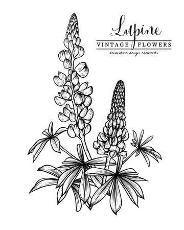 Sketch Floral decorative set. Lupin flower drawings. Black and white with line art isolated on white backgrounds. Hand Drawn Botanical Illustrations. Elements vector.のイラスト素材