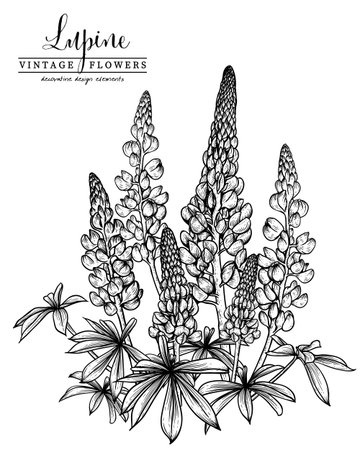 Sketch Floral decorative set. Lupin flower drawings. Black and white with line art isolated on white backgrounds. Hand Drawn Botanical Illustrations. Elements vector.のイラスト素材