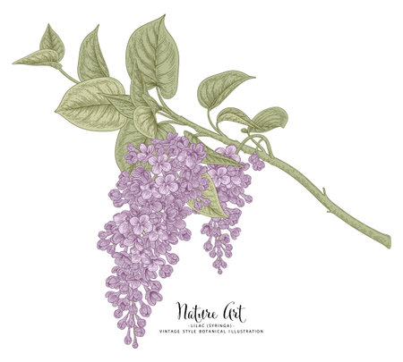 Sketch Floral decorative set. Lilac (syringa) flower drawings. Black and white with line art isolated on white backgrounds. Hand Drawn Botanical Illustrations. Elements vector.のイラスト素材