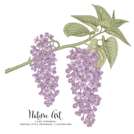 Sketch Floral decorative set. Lilac (syringa) flower drawings. Black and white with line art isolated on white backgrounds. Hand Drawn Botanical Illustrations. Elements vector.のイラスト素材