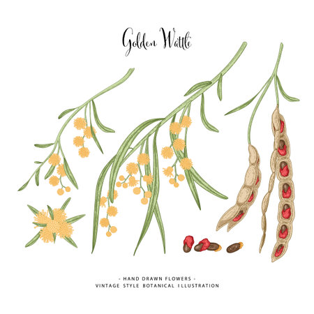 Vector Sketch Golden Wattle (acacia pycnantha) decorative set. Flowers,Leaves,Pods. Hand Drawn Botanical Illustrations. Line art isolated on white backgrounds. Plant drawings. Retro style elements.のイラスト素材