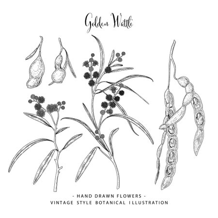 Vector Sketch Golden Wattle (acacia pycnantha) decorative set. Hand Drawn Botanical Illustrations. Black and white with line art isolated on white backgrounds. Plant drawings. Retro style elements.のイラスト素材