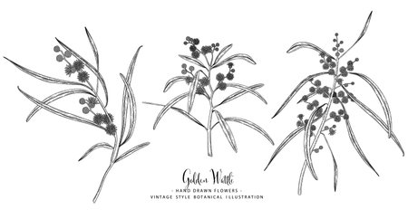 Vector Sketch Golden Wattle (acacia pycnantha) decorative set. Hand Drawn Botanical Illustrations. Black and white with line art isolated on white backgrounds. Plant drawings. Retro style elements.のイラスト素材