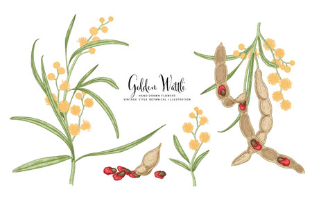 Vector Sketch Golden Wattle (acacia pycnantha) decorative set. Flowers,Leaves,Pods. Hand Drawn Botanical Illustrations. Line art isolated on white backgrounds. Plant drawings. Retro style elements.のイラスト素材