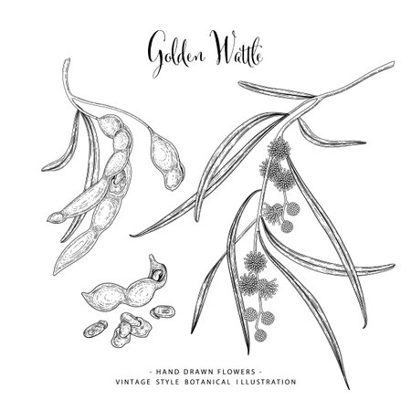Vector Sketch Golden Wattle (acacia pycnantha) decorative set. Hand Drawn Botanical Illustrations. Black and white with line art isolated on white backgrounds. Plant drawings. Retro style elements.のイラスト素材
