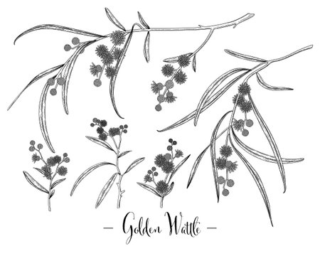 Vector Sketch Golden Wattle (acacia pycnantha) decorative set. Hand Drawn Botanical Illustrations. Black and white with line art isolated on white backgrounds. Plant drawings. Retro style elements.のイラスト素材