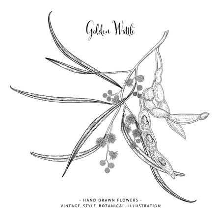 Vector Sketch Golden Wattle (acacia pycnantha) decorative set. Hand Drawn Botanical Illustrations. Black and white with line art isolated on white backgrounds. Plant drawings. Retro style elements.のイラスト素材