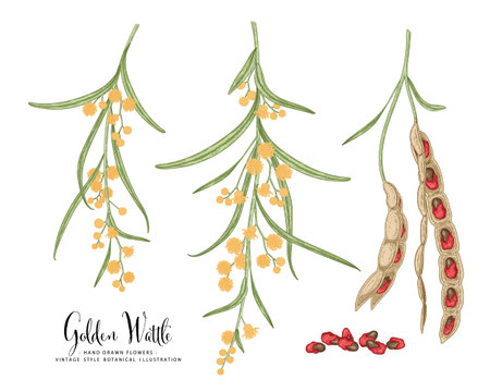 Vector Sketch Golden Wattle (acacia pycnantha) decorative set. Flowers,Leaves,Pods. Hand Drawn Botanical Illustrations. Line art isolated on white backgrounds. Plant drawings. Retro style elements.のイラスト素材