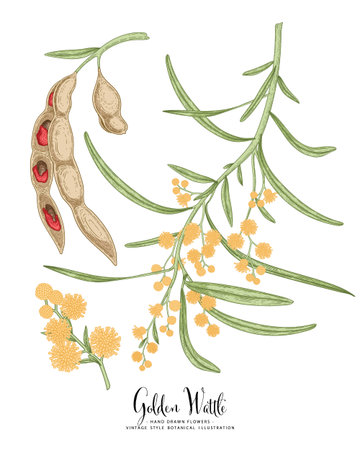 Vector Sketch Golden Wattle (acacia pycnantha) decorative set. Flowers,Leaves,Pods. Hand Drawn Botanical Illustrations. Line art isolated on white backgrounds. Plant drawings. Retro style elements.のイラスト素材