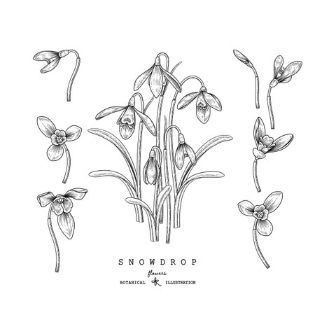 Sketch Floral decorative set. Snowdrop flower drawings. Black and white with line art isolated on white backgrounds. Hand Drawn Botanical Illustrations. Elements vector.のイラスト素材