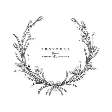 Sketch Floral decorative set. Snowdrop flower drawings. Black and white with line art isolated on white backgrounds. Hand Drawn Botanical Illustrations. Elements vector.のイラスト素材