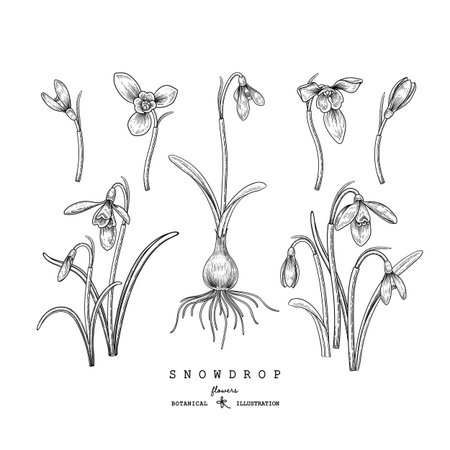 Sketch Floral decorative set. Snowdrop flower drawings. Black and white with line art isolated on white backgrounds. Hand Drawn Botanical Illustrations. Elements vector.のイラスト素材