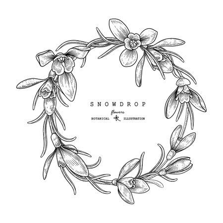 Sketch Floral decorative set. Snowdrop flower drawings. Black and white with line art isolated on white backgrounds. Hand Drawn Botanical Illustrations. Elements vector.のイラスト素材