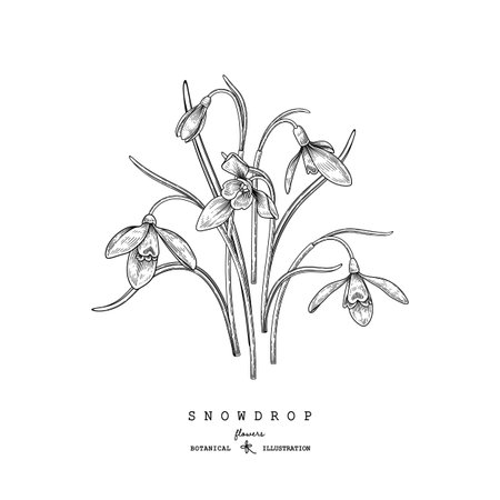 Sketch Floral decorative set. Snowdrop flower drawings. Black and white with line art isolated on white backgrounds. Hand Drawn Botanical Illustrations. Elements vector.のイラスト素材