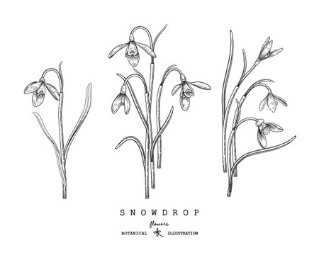 Sketch Floral decorative set. Snowdrop flower drawings. Black and white with line art isolated on white backgrounds. Hand Drawn Botanical Illustrations. Elements vector.のイラスト素材