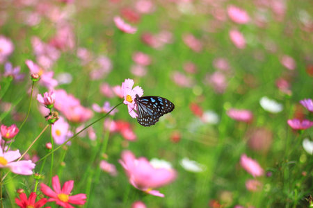 Flowers with a beautiful butterflyの写真素材