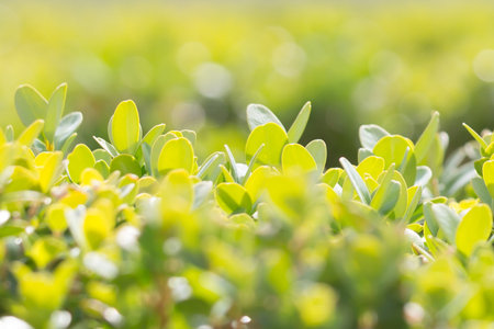 Close Up nature view of green leaf in garden at summer under sunlight Nature is fresh in the morning light. leaves Natural green plants using as a background or wallpaper. copy space empty. soft focusの写真素材