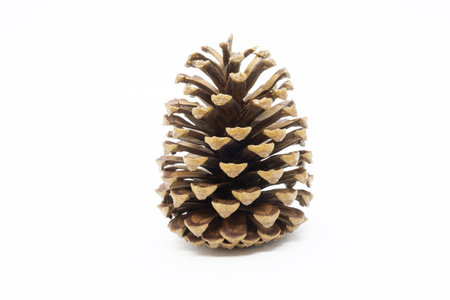 Single brown cedar pine cone isolated on white backgroundの写真素材