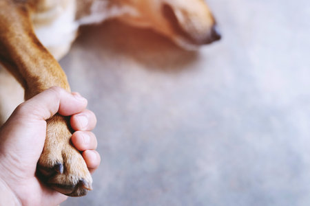 owner petting his dog, Hands holding paws dog are taking shake hand together while he is sleeping or resting with closed eyes. empty space for text.の写真素材