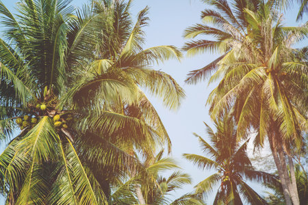 Leaves palm coconut trees farm against blue sky, at tropical coast,summer tree, beautiful summer landscape background. perspective view space copy write a message in the sky.の写真素材