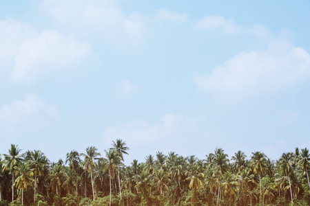 Beautiful coconut palm trees farm Leave space copy write a message in the sky. perspective view with filter Tones vintage effect ,Warm tones. beautiful summer tropical landscape background.の写真素材